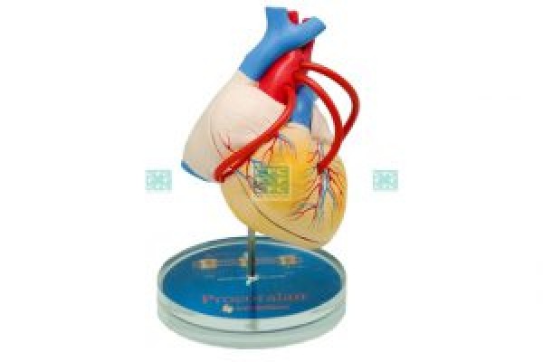 Anatomical Heart