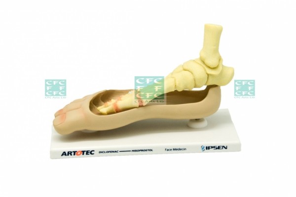 ANATOMICAL MODELS